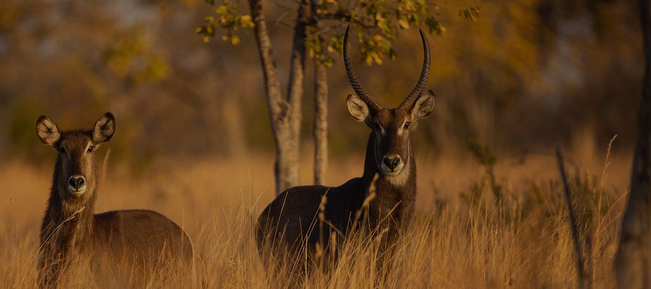 Slider-2-mobile-version